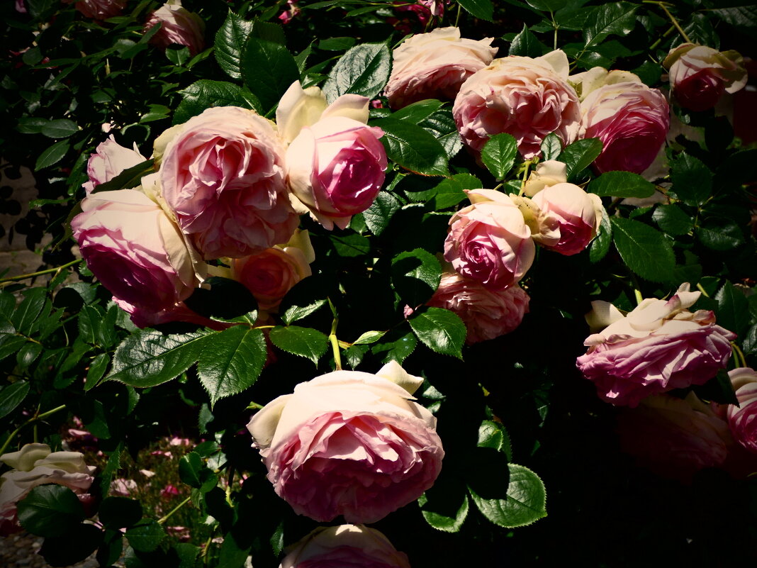 Летние этюды 7 - Алексей Кузнецов