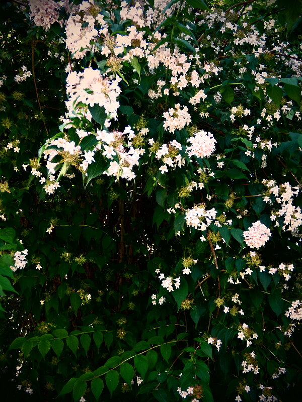 Летние этюды 10 - Алексей Кузнецов