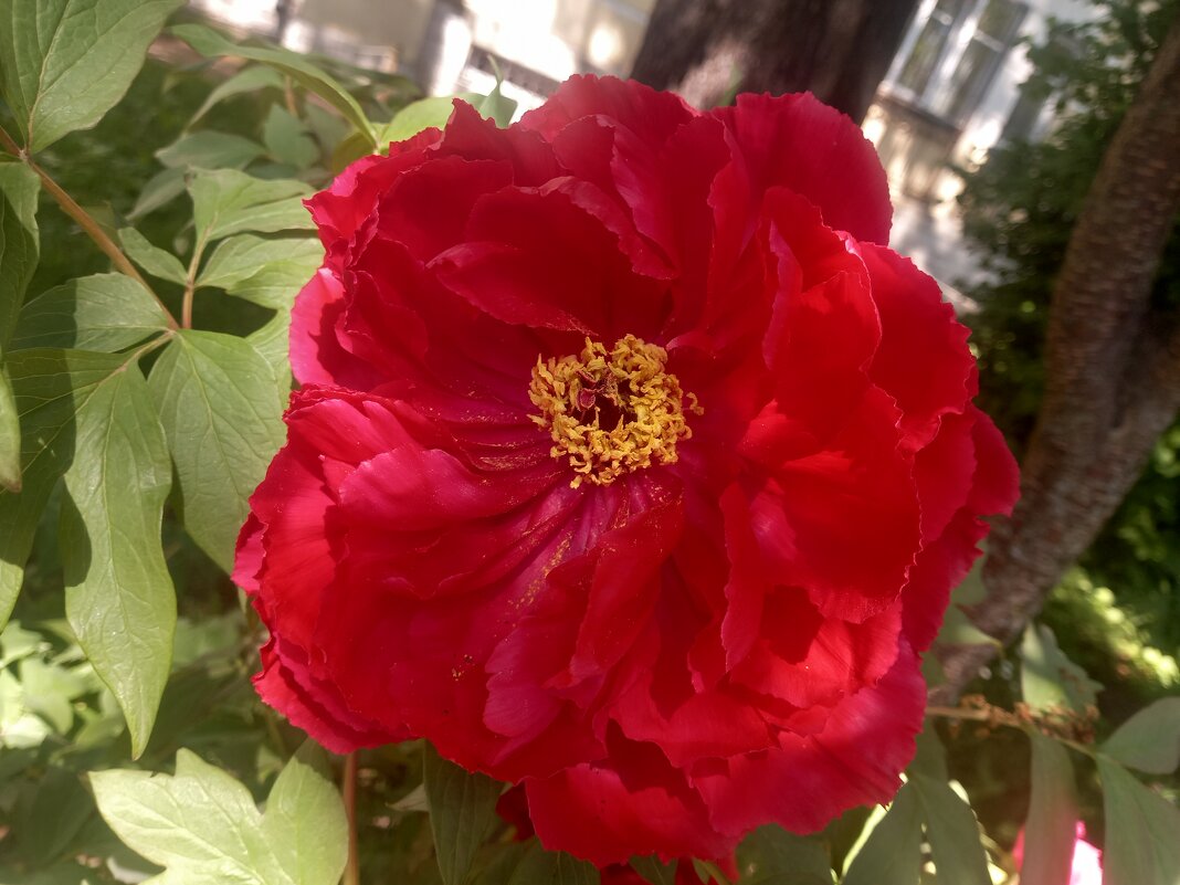 Древовидный пион - Сапсан 