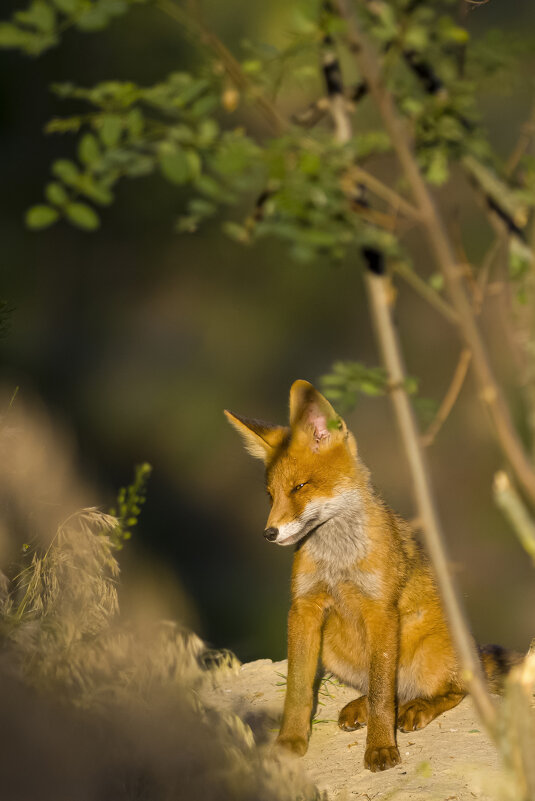 *** - Валерий Черняк