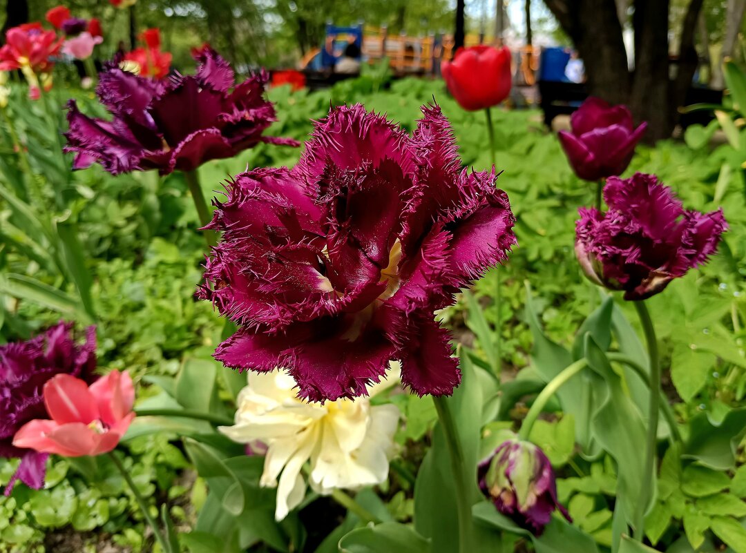 Майские тюльпаны... - Мария Васильева Майские тюльпаны... - Мария Васильева