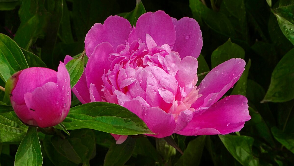 Наступил сезон активного расцвета пионов. - Милешкин Владимир Алексеевич Наступил сезон активного расцвета пионов. - Милешкин Владимир Алексеевич