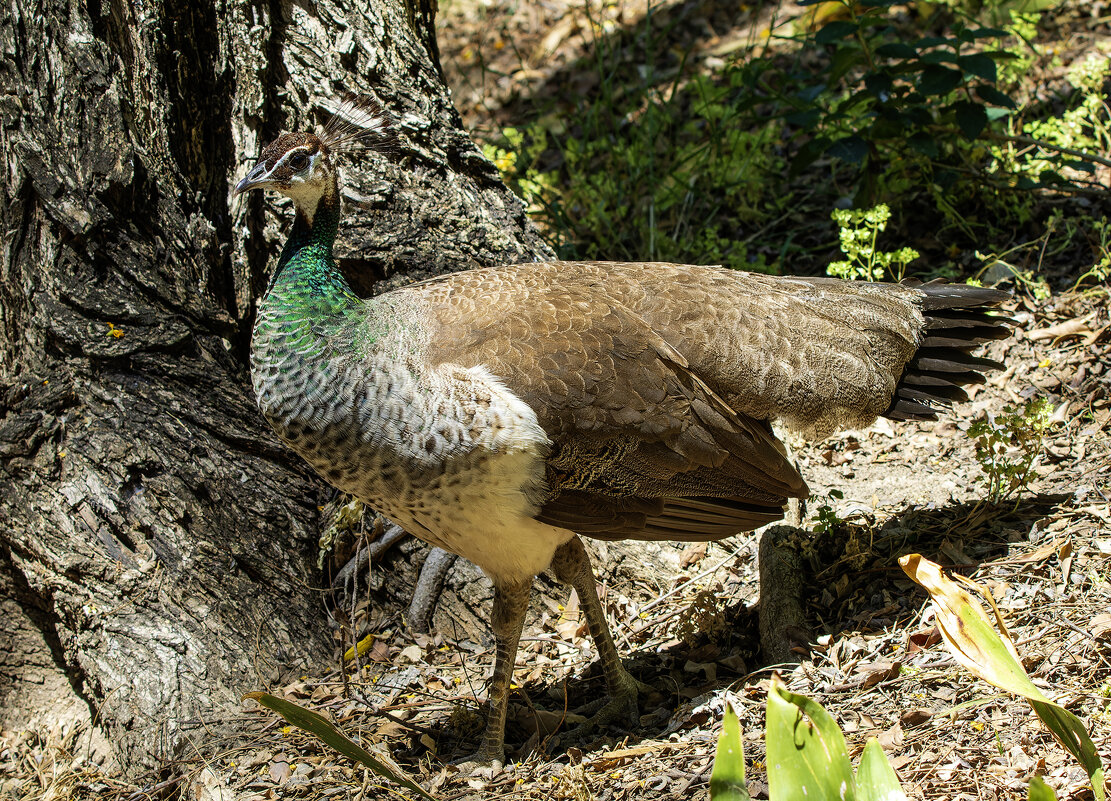 Зелёный павлин. - Alexander Amromin