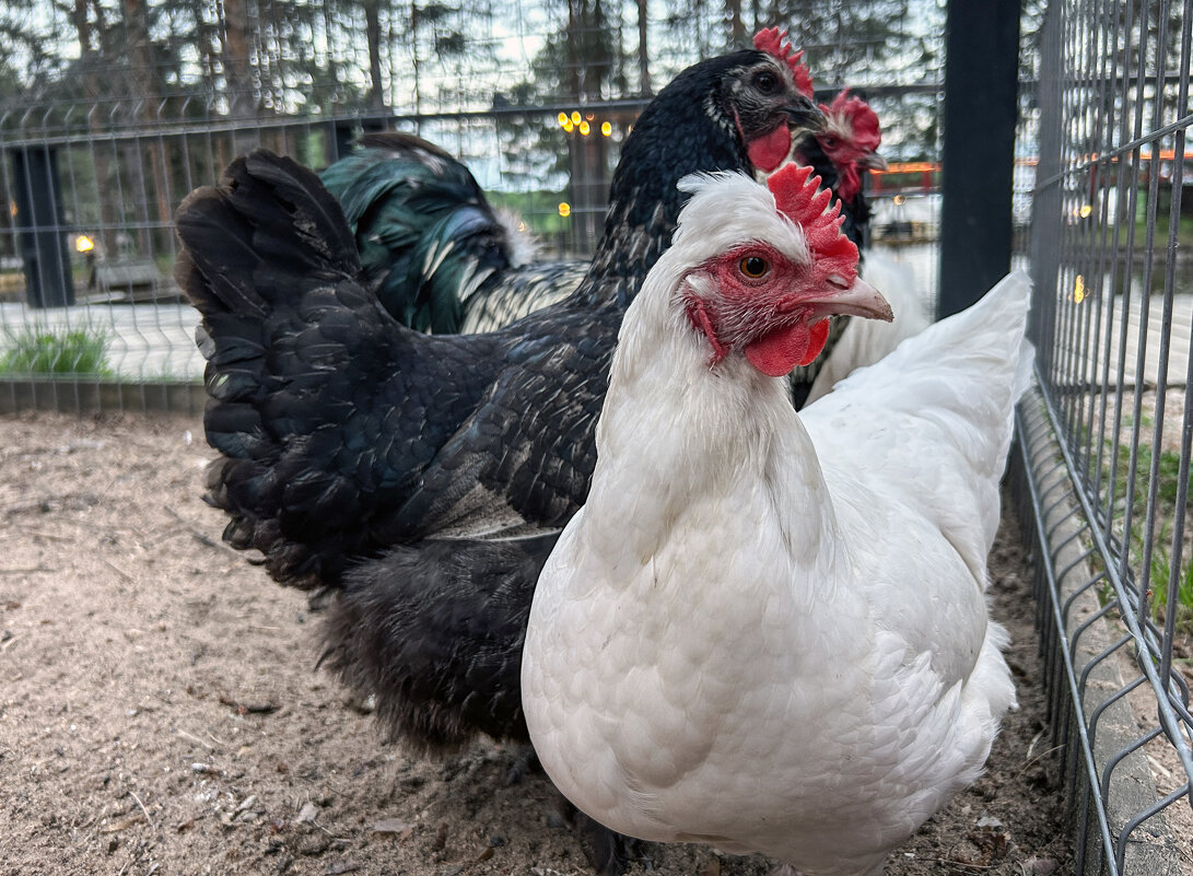 Каждому свое - Дмитрий Иванов Каждому свое - Дмитрий Иванов