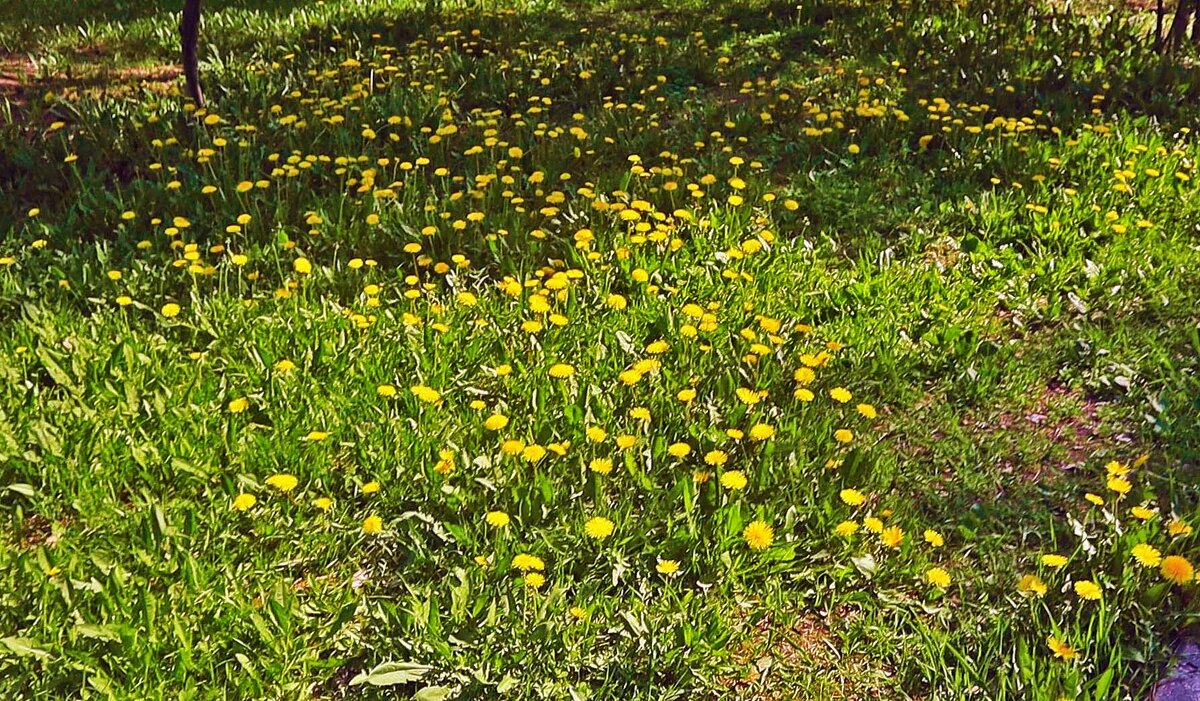 Июнь...одуванчиковый! - Владимир 