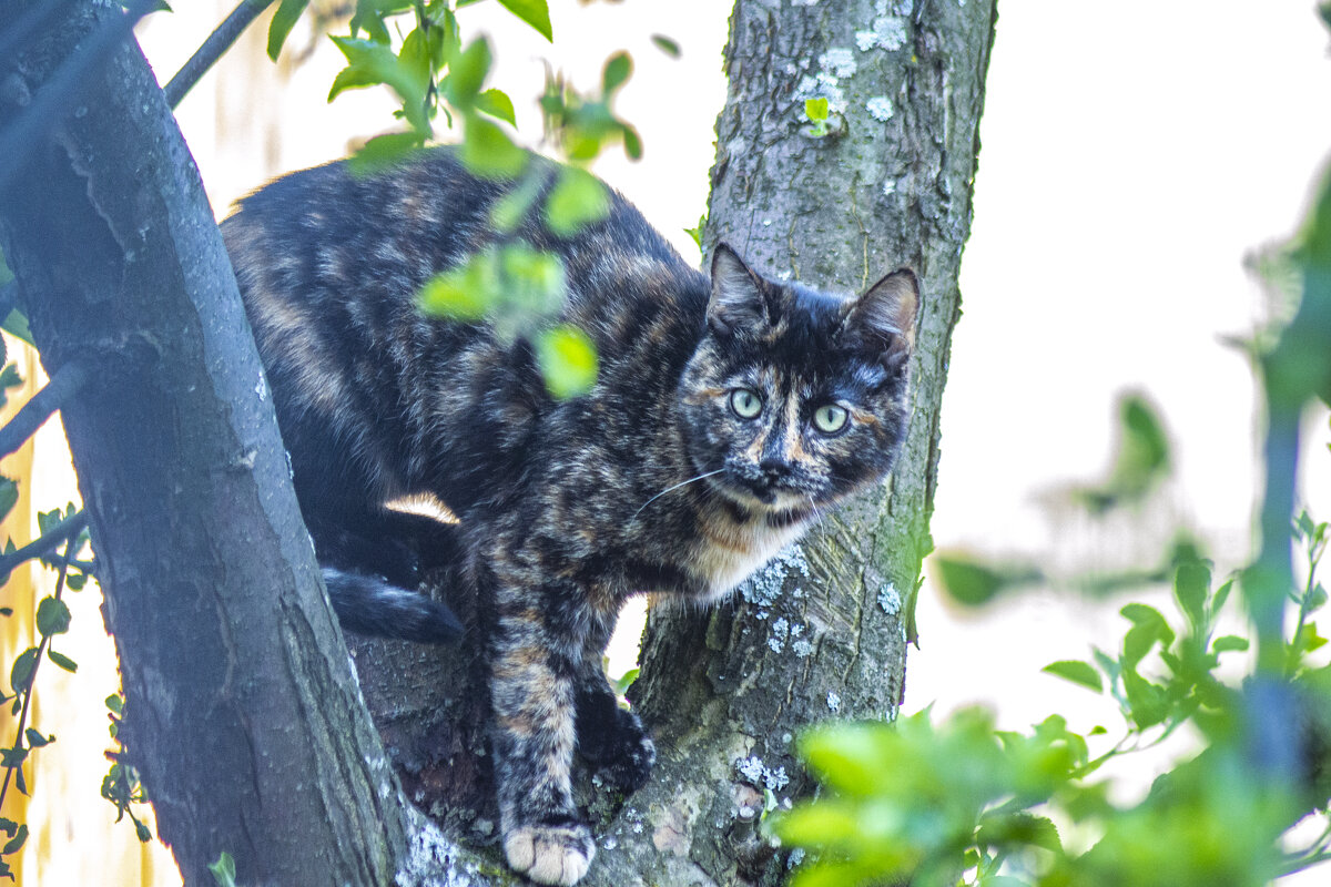 безопасное место. - petyxov петухов