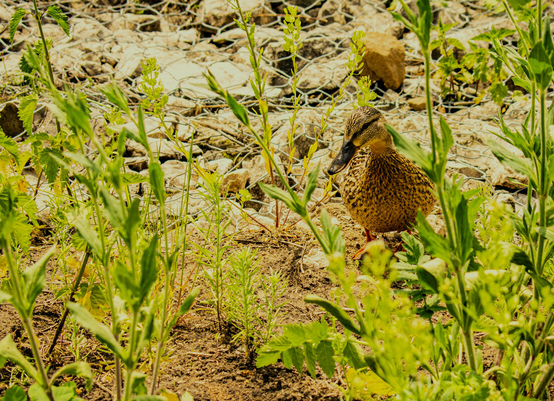 кряква - petyxov петухов