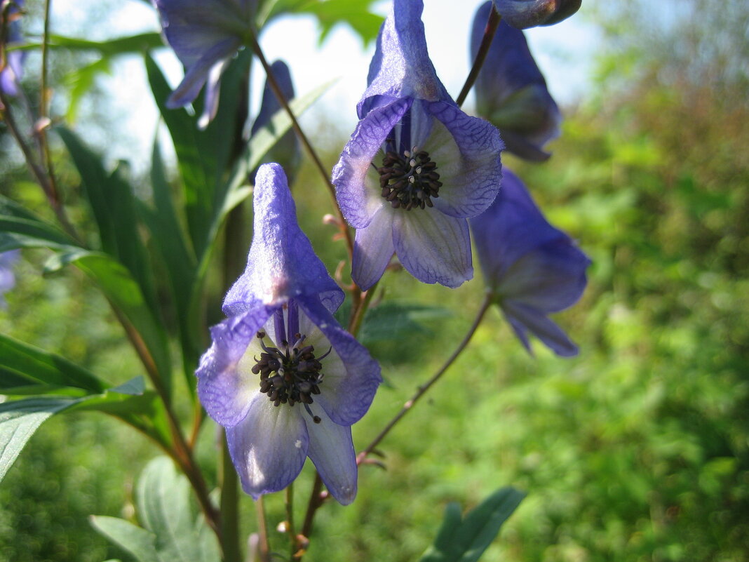 Аконит - Anna Ivanova