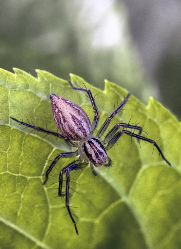 На охоте - Валерий Басыров