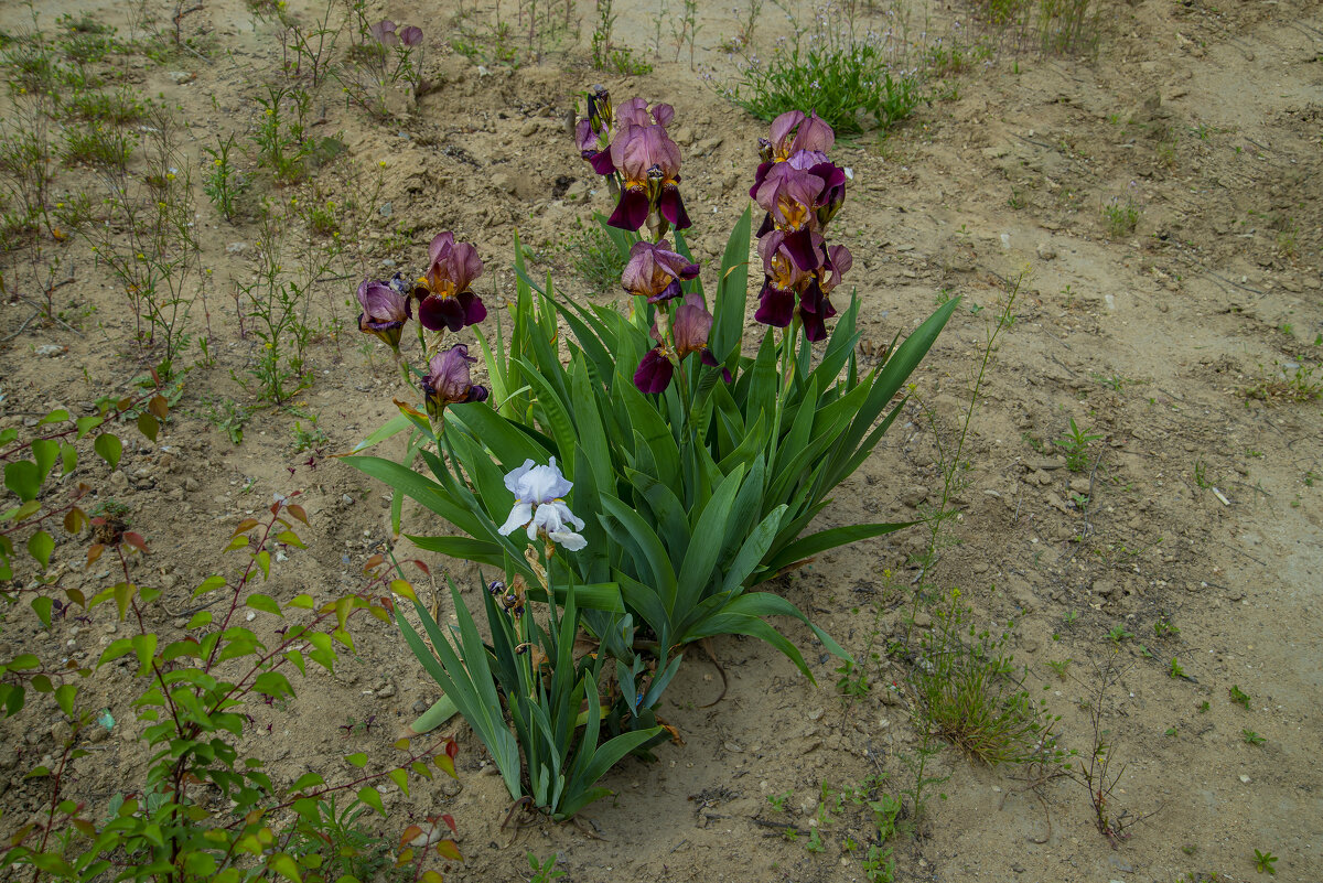 Ирисы - Анатолий Чикчирный Ирисы - Анатолий Чикчирный