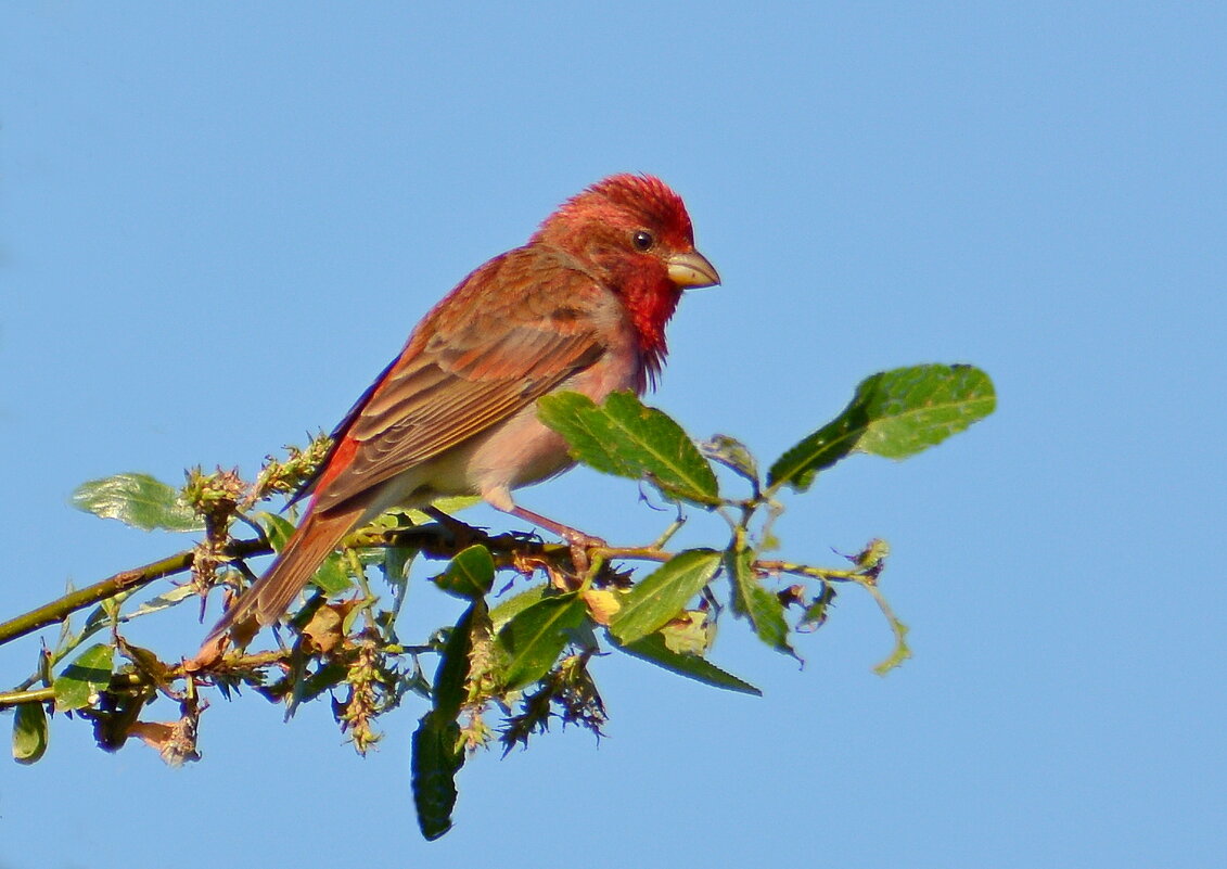 Чечевица - Владислав Иопек Чечевица - Владислав Иопек