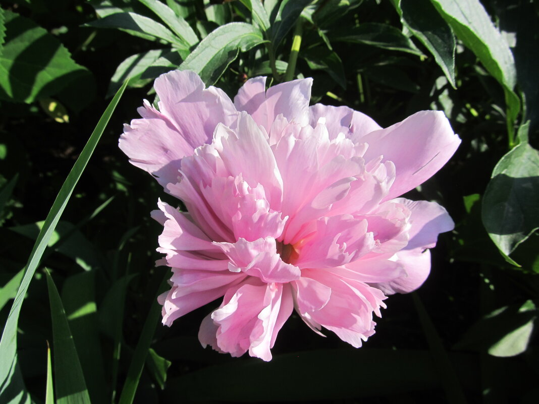 сезон пионов - Елена Шаламова