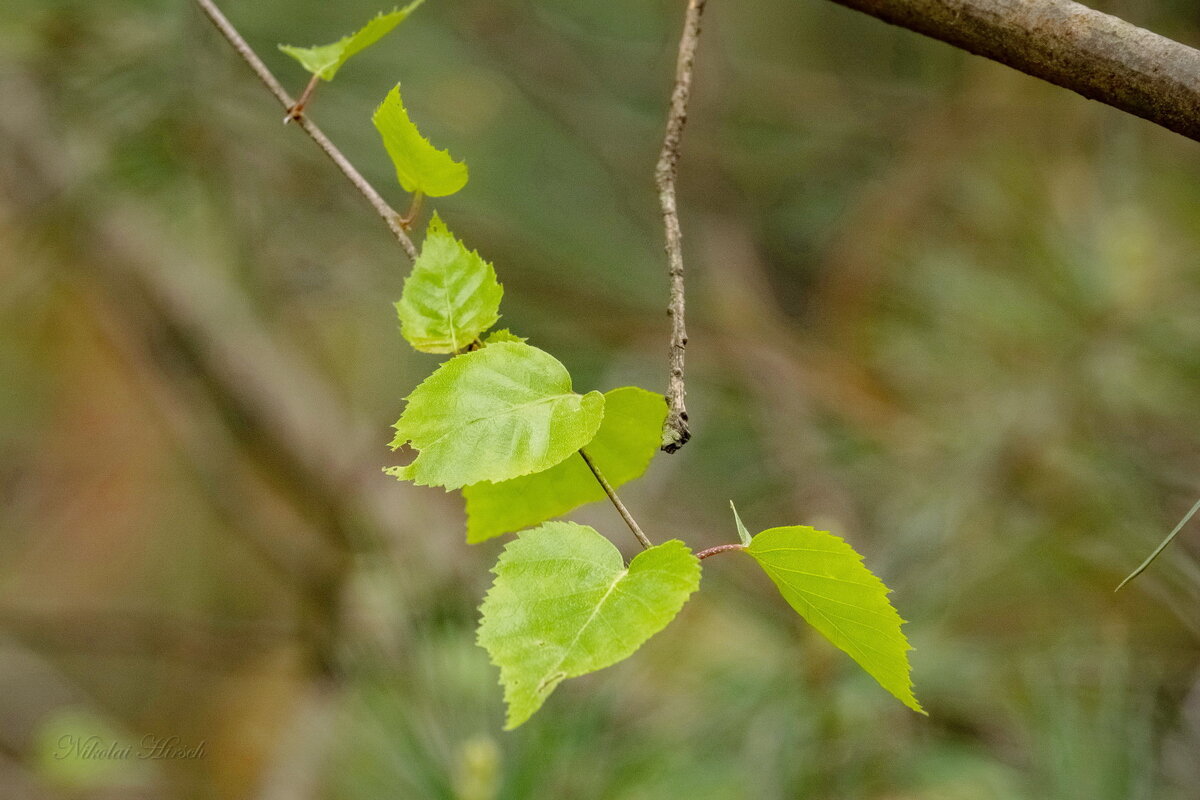 Этюд с молодыми листьями... - Николай Гирш