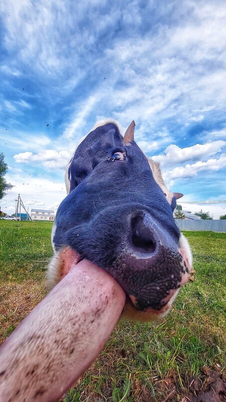 Корова слизала - Оксана Н.