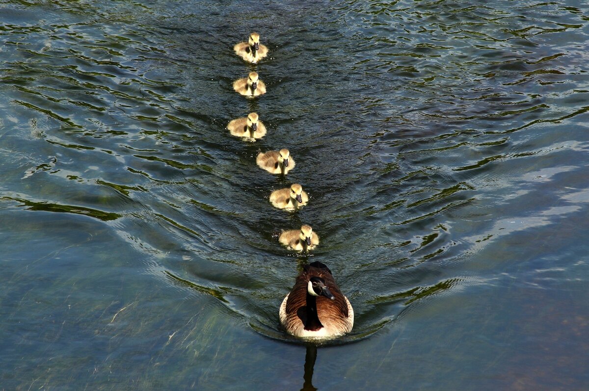 Утренний заплыв - Юрий. Шмаков Утренний заплыв - Юрий. Шмаков