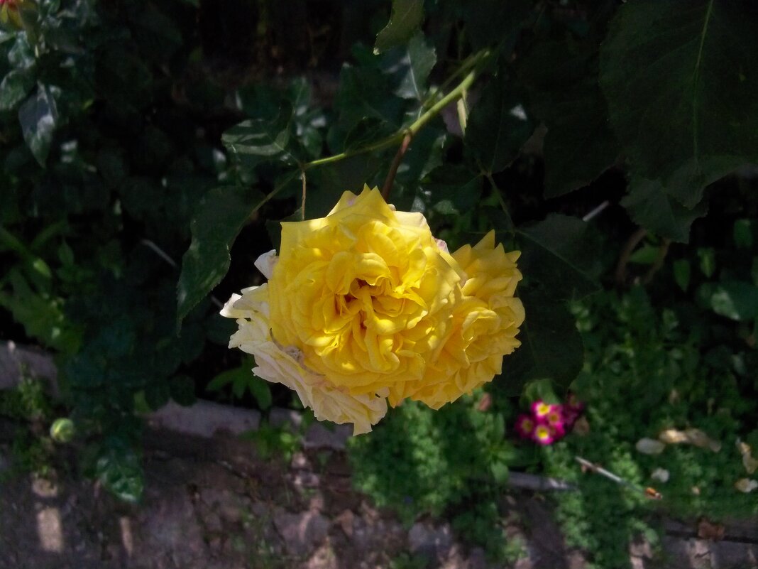 Жёлтая роза - Валентин Семчишин Жёлтая роза - Валентин Семчишин