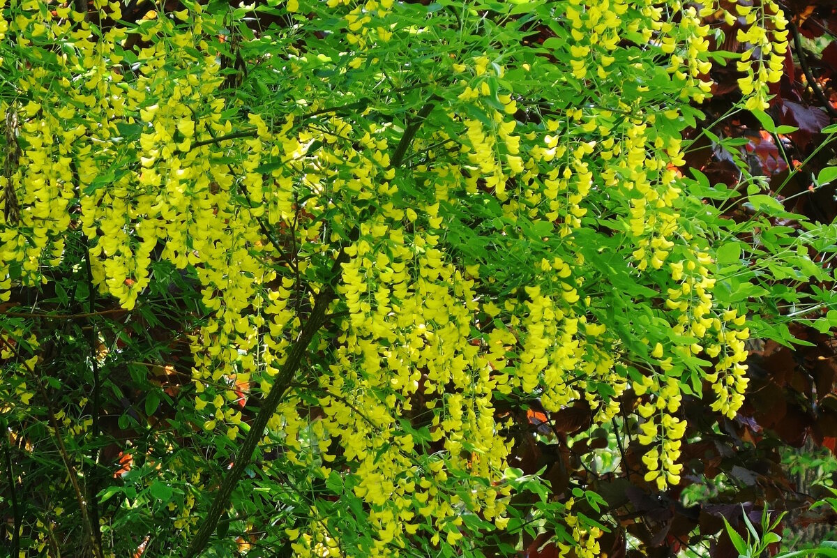 Цветет Бобовник - Рита Симонова Цветет Бобовник - Рита Симонова