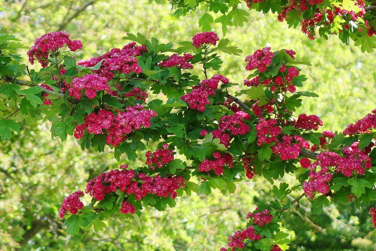 Цветет Боярышник декоративный - Рита Симонова Цветет Боярышник декоративный - Рита Симонова