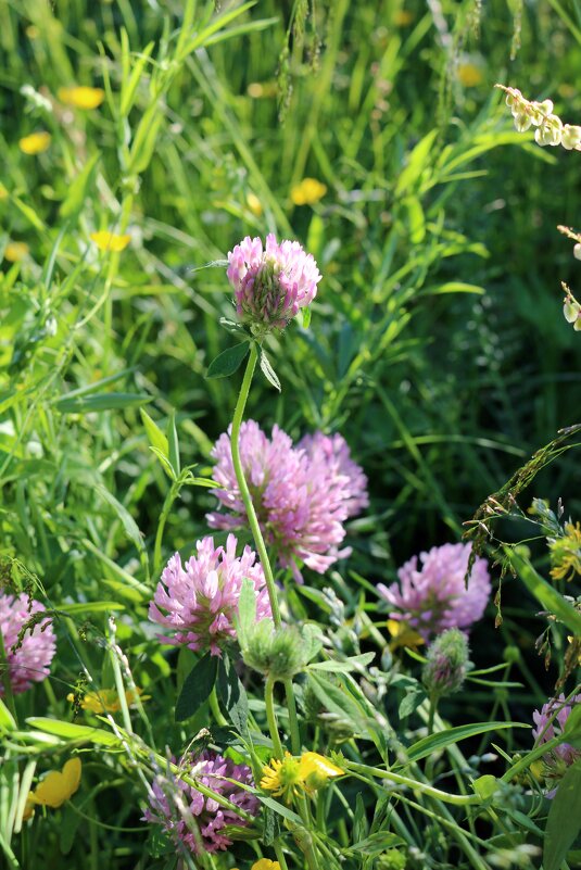 Летнее разнотравье - Ольга Летнее разнотравье - Ольга