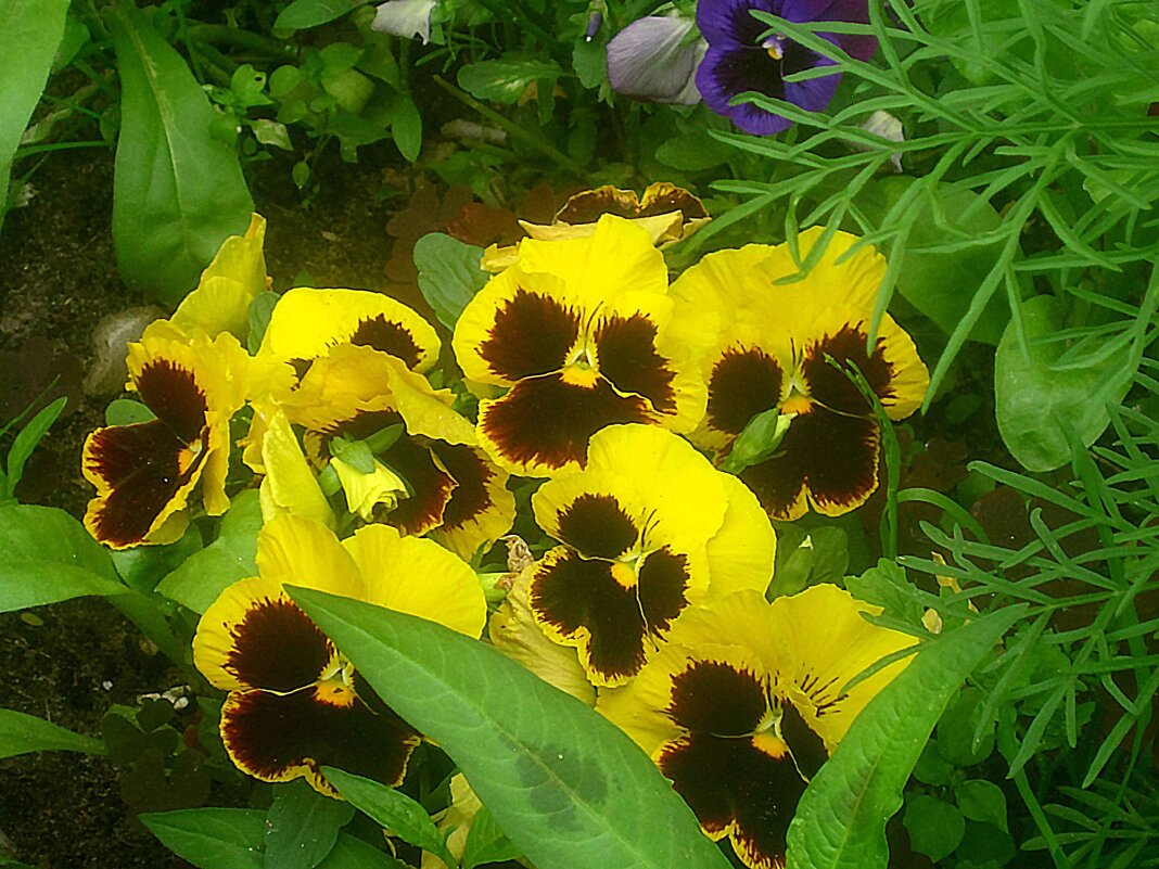 Анютины глазки - Елена Семигина