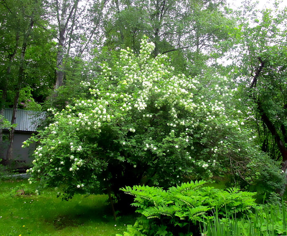 Декоративная калина «Бульденеж» - Ольга Довженко