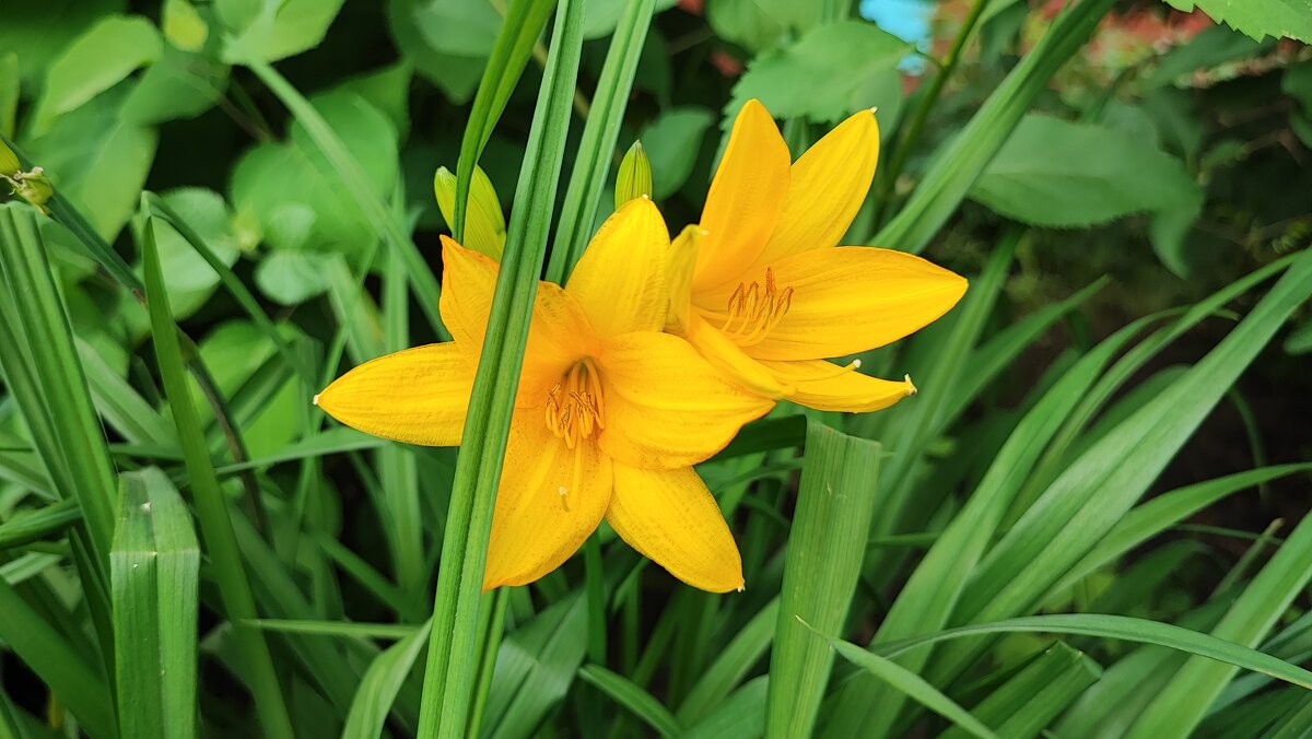 ,,, - Сергей Тимоновский