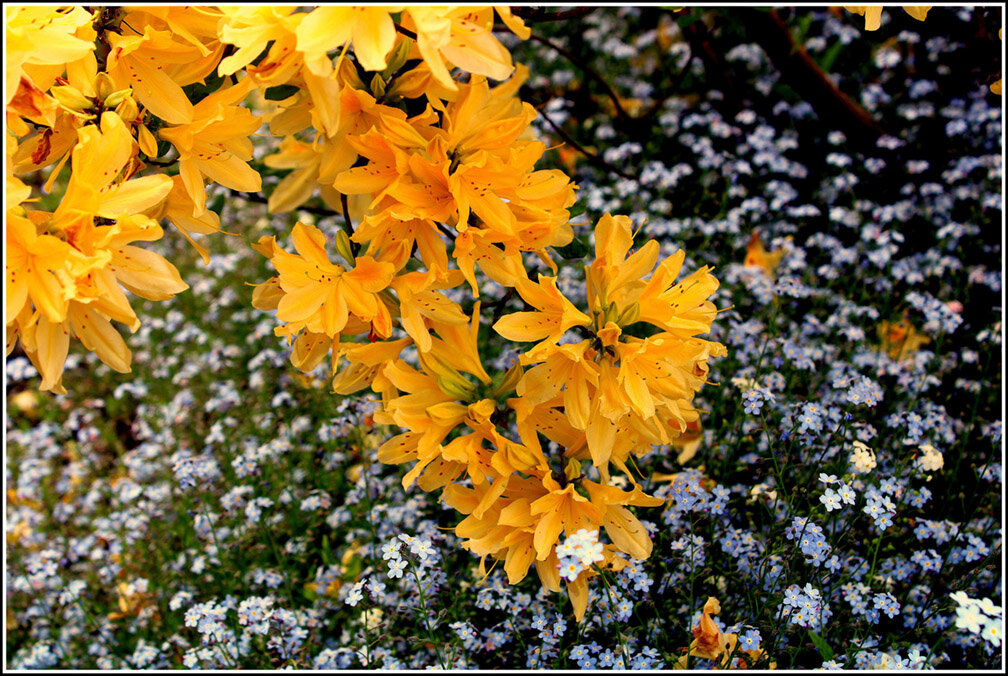 Зацвел рододентрон.... - Aleksandr Gal Зацвел рододентрон.... - Aleksandr Gal