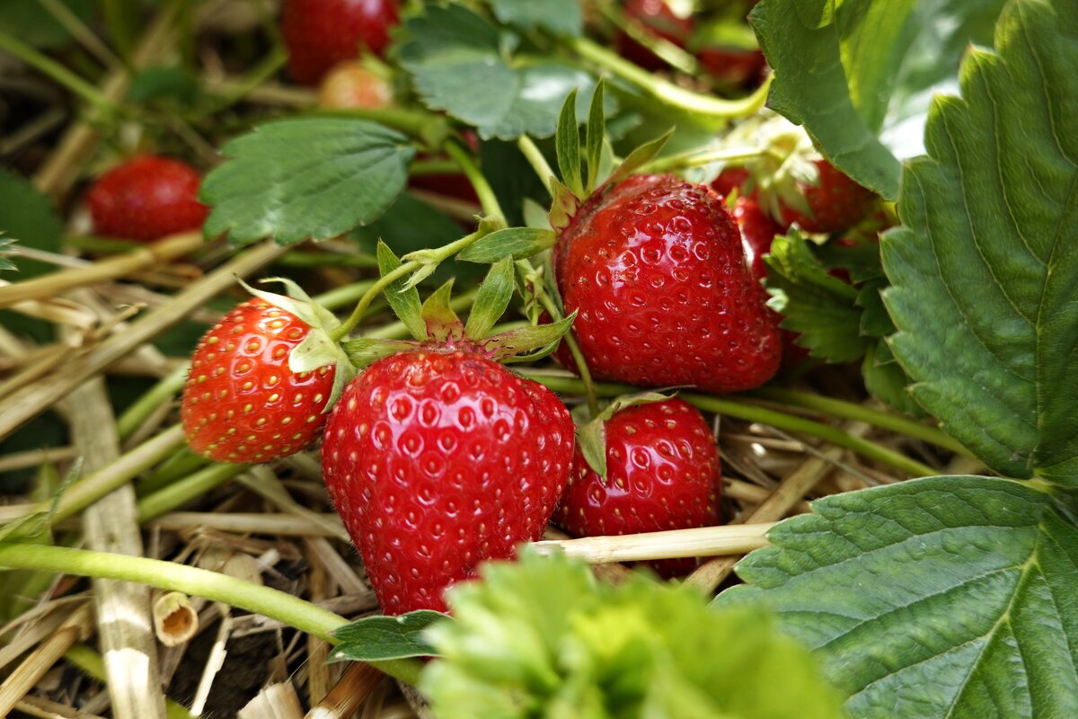 Пришла клубничная пора! - Галина Пришла клубничная пора! - Галина