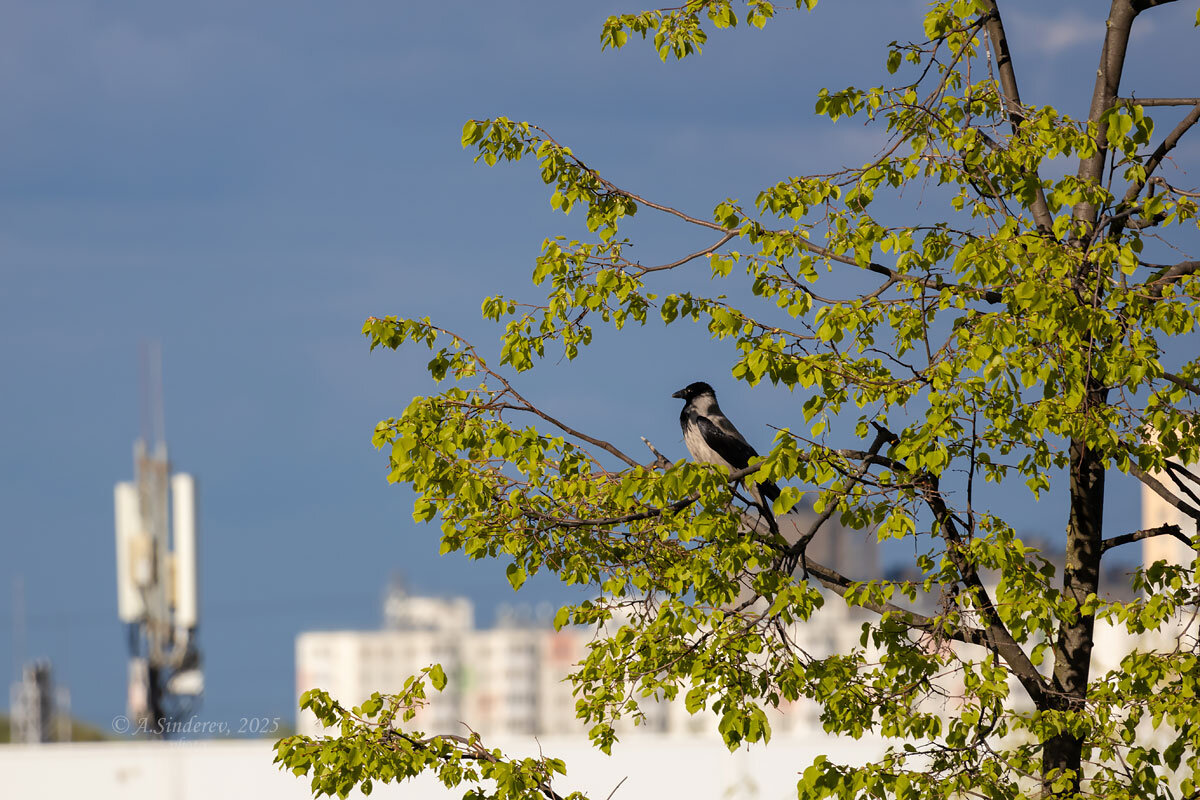 Ворона в дозоре - Александр Синдерёв