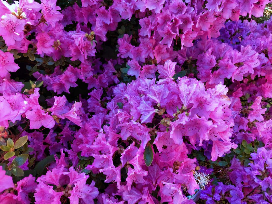 Рододендрон - Ирина Румянцева