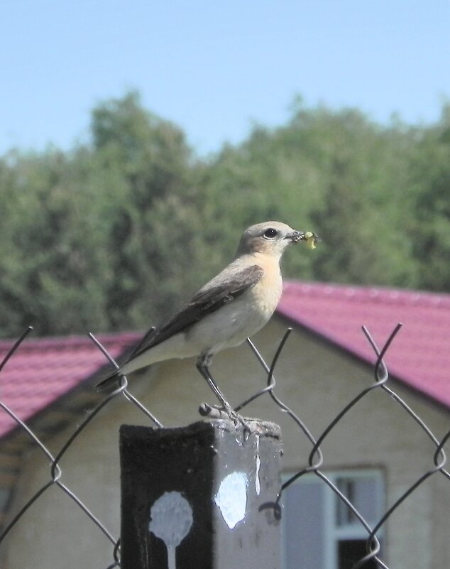 Не с пустым клювом - Oleg4618 Шутченко Не с пустым клювом - Oleg4618 Шутченко
