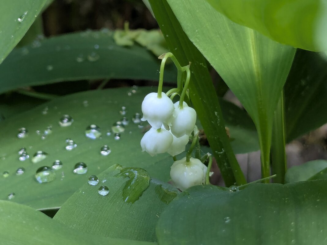На сцене леса - liudmila drake