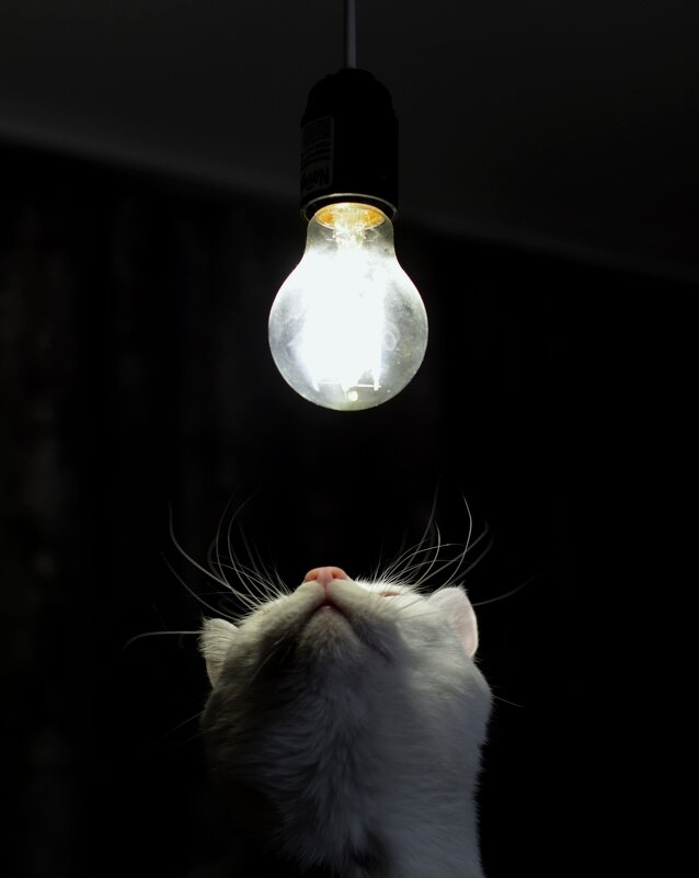 Котолампа - Дмитрий Коноплев Котолампа - Дмитрий Коноплев