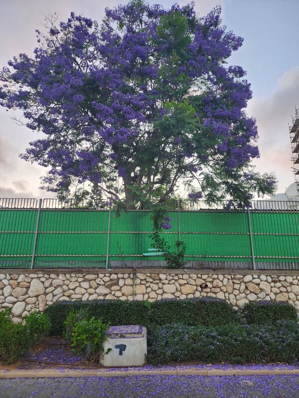 Эта не сирень , а так похожая.   ... — это Жакаранда - Светлана Хращевская