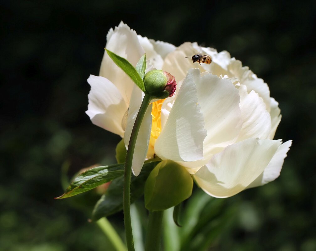 Июньское цветение - ZNatasha -