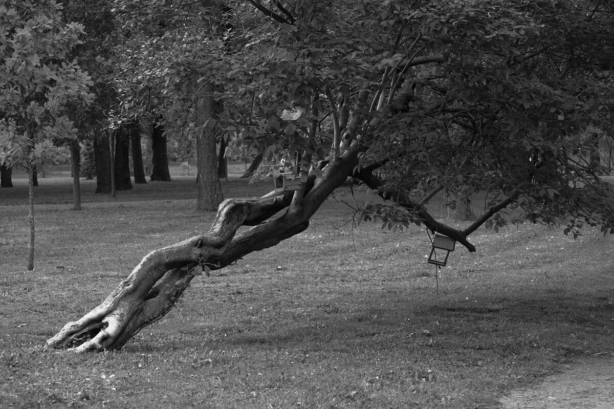 ПАРК ПОБЕДЫ - Виктор Никитенко