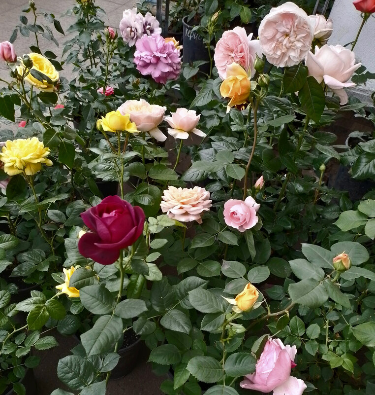 *** - Валентина Береснева