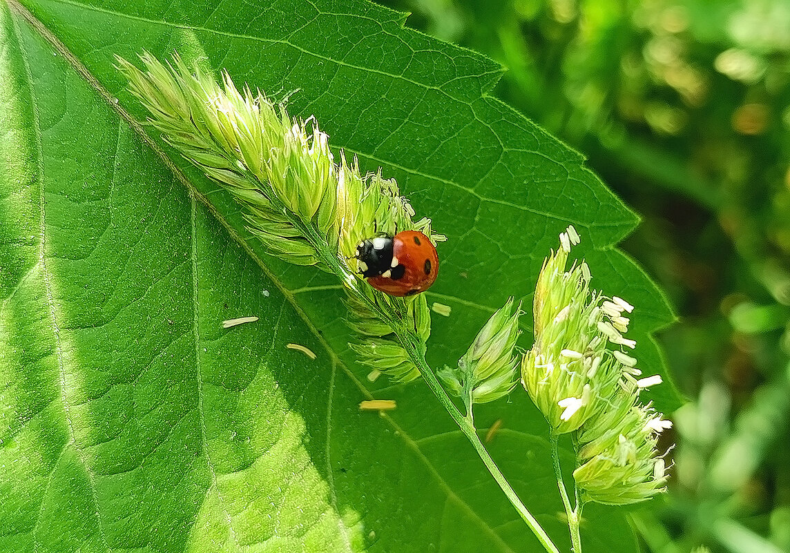 Солнечный день! - Валентина  Нефёдова 