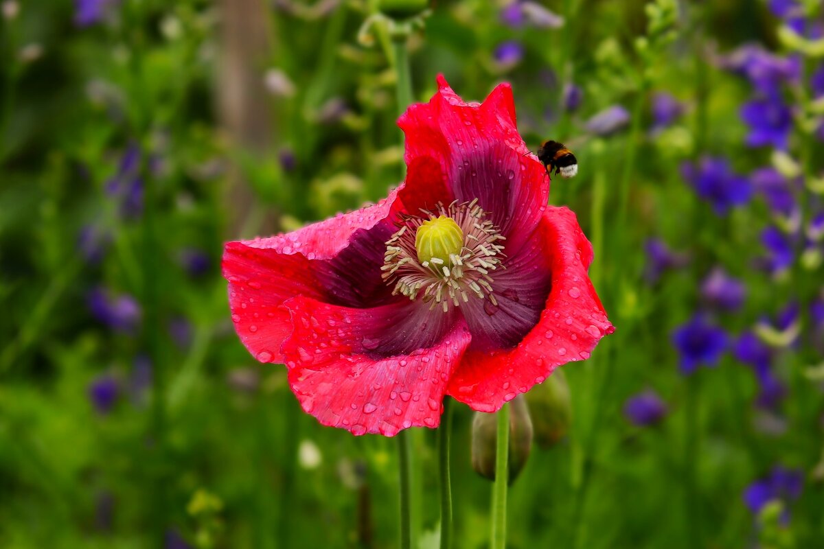 Утро июня - Юрий. Шмаков Утро июня - Юрий. Шмаков