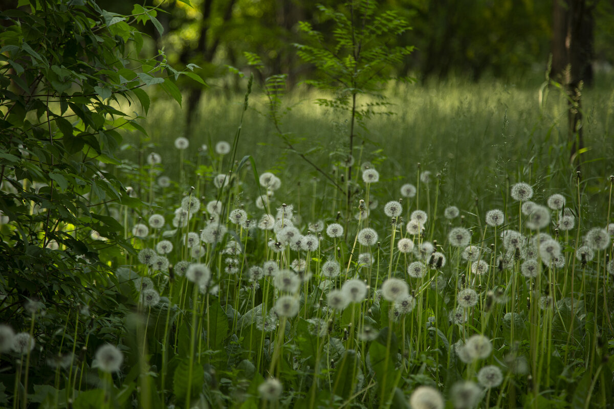 *** - Яна Горбунова