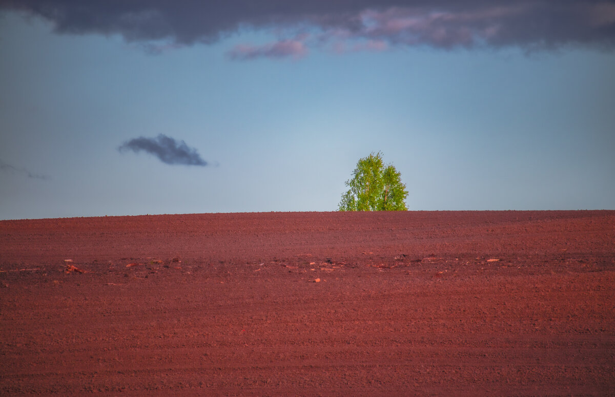 Поле в свете заката - Sergei Vikulov
