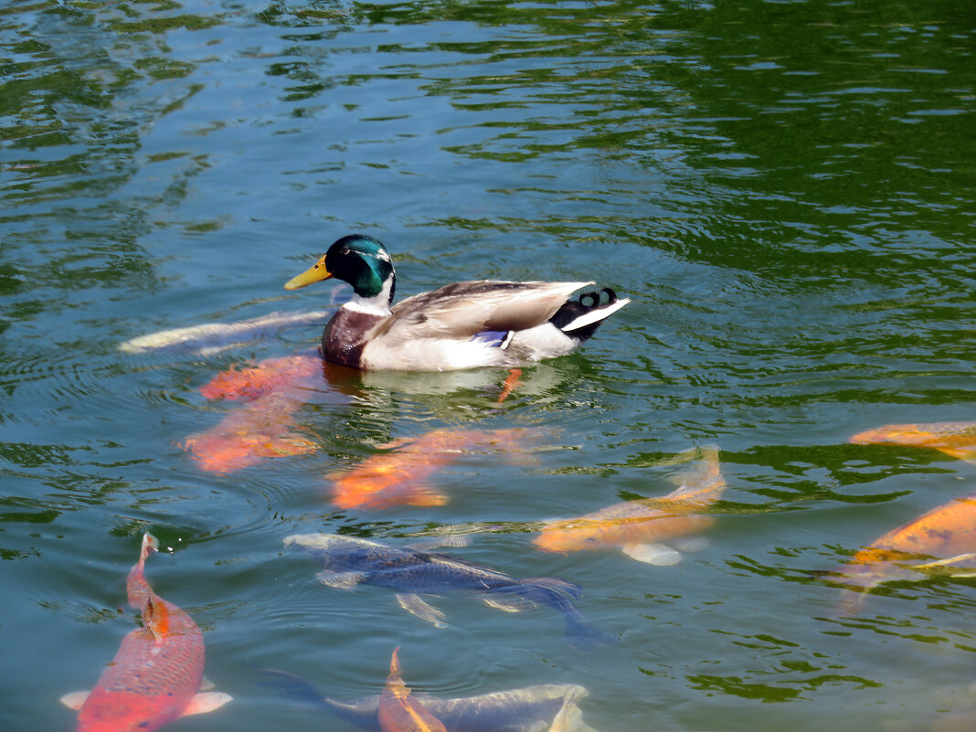 На реке Героон - Валерий Ткаченко На реке Героон - Валерий Ткаченко