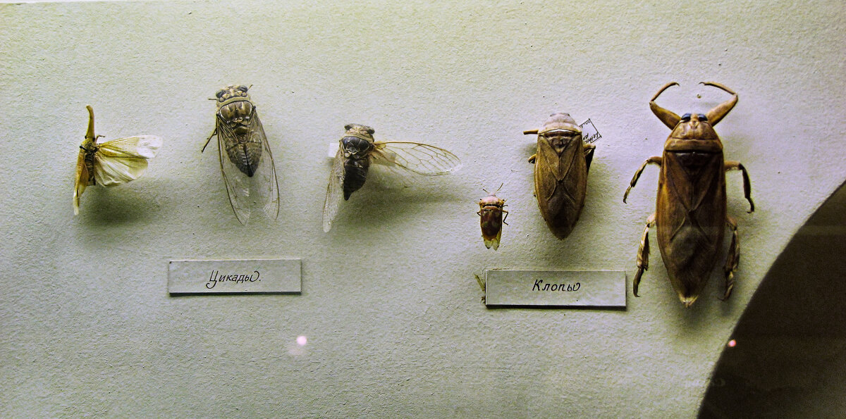 Насекомые музея - Джованни Луче Насекомые музея - Джованни Луче