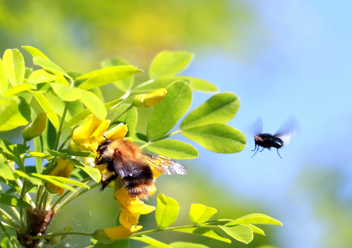 Цветёт акация... - Андрей Катков Цветёт акация... - Андрей Катков