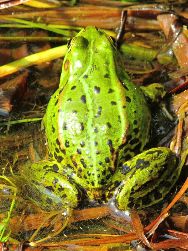 Лягушонок - Андрей Снегерёв Лягушонок - Андрей Снегерёв
