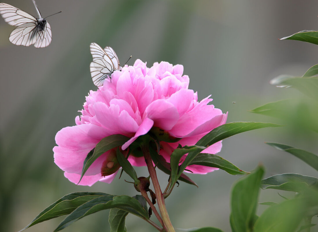 *** - владимир 