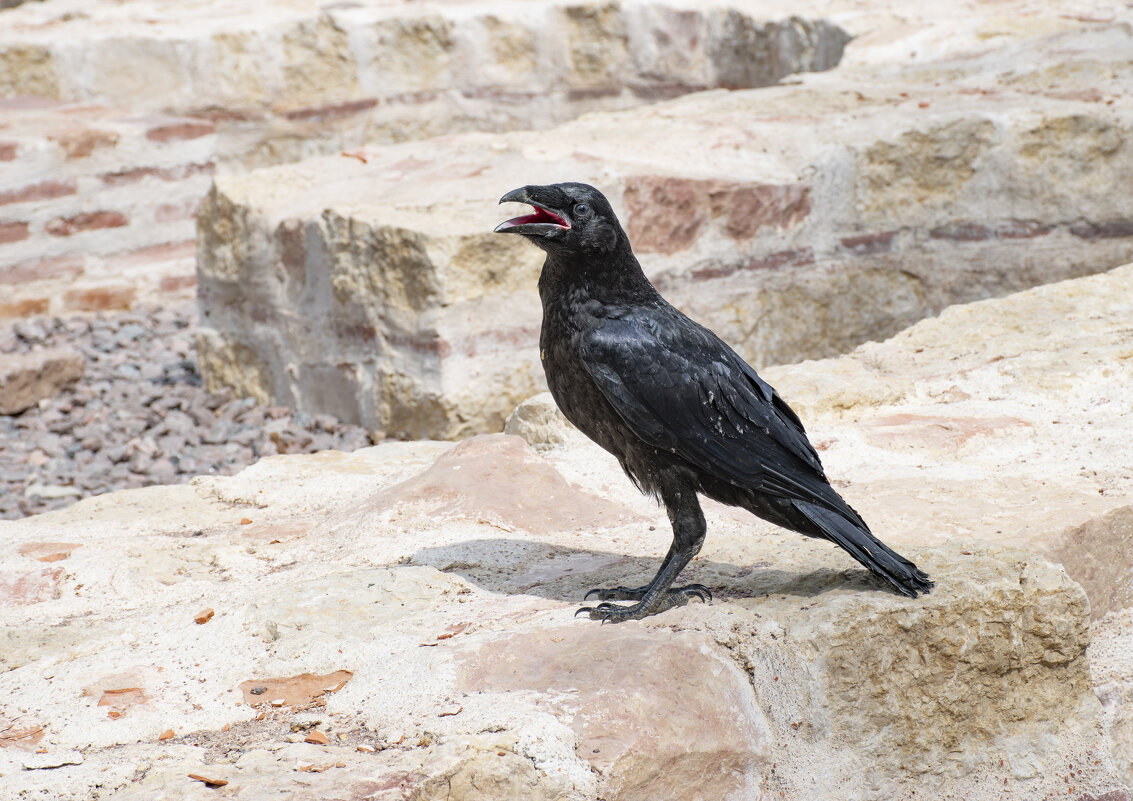 И ворон крикнул–Nеvеrмоrе - Борис Генкин И ворон крикнул–Nеvеrмоrе - Борис Генкин