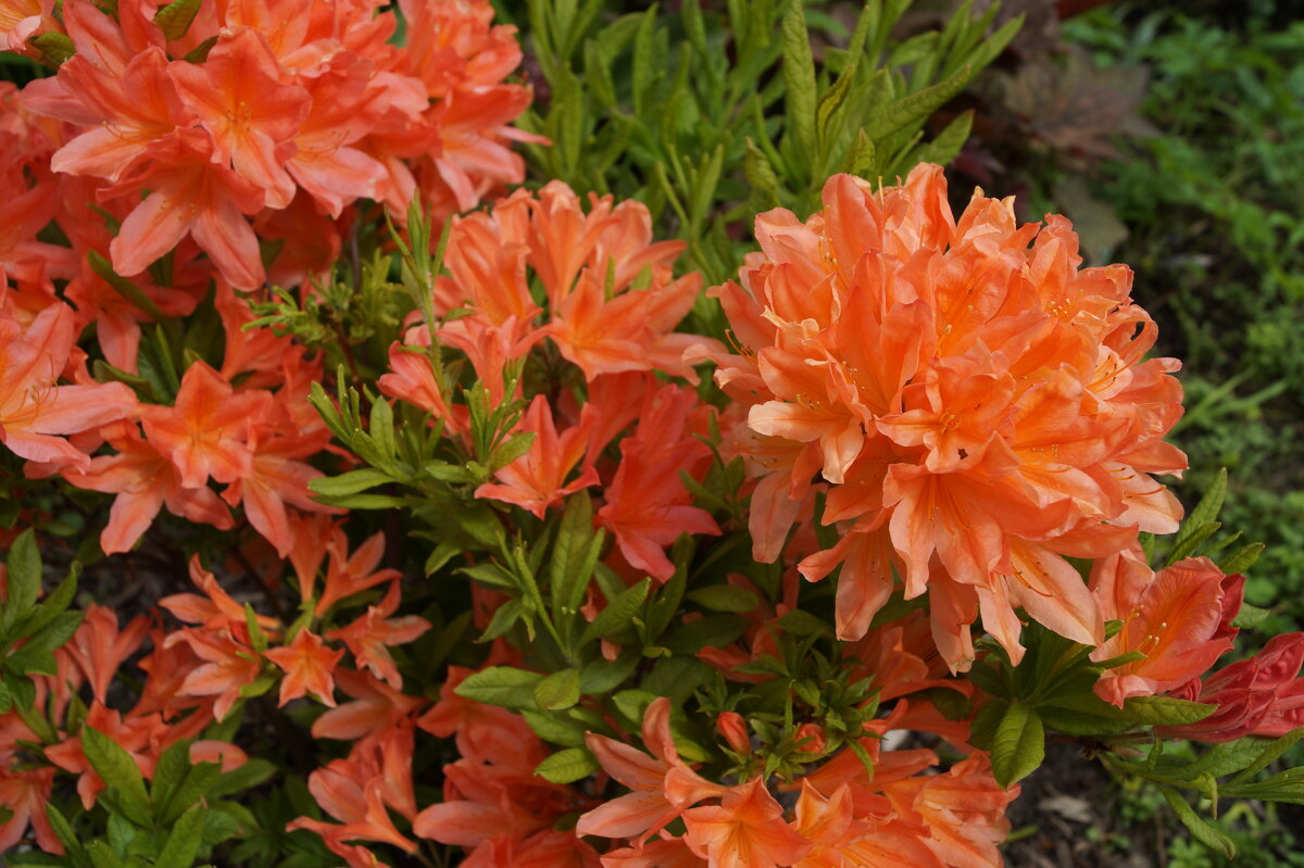 красивые цветы - Anna-Sabina Anna-Sabina красивые цветы - Anna-Sabina Anna-Sabina