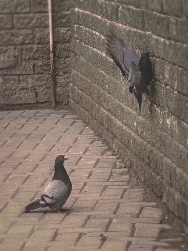 Кирпич - Евгения Мокшина