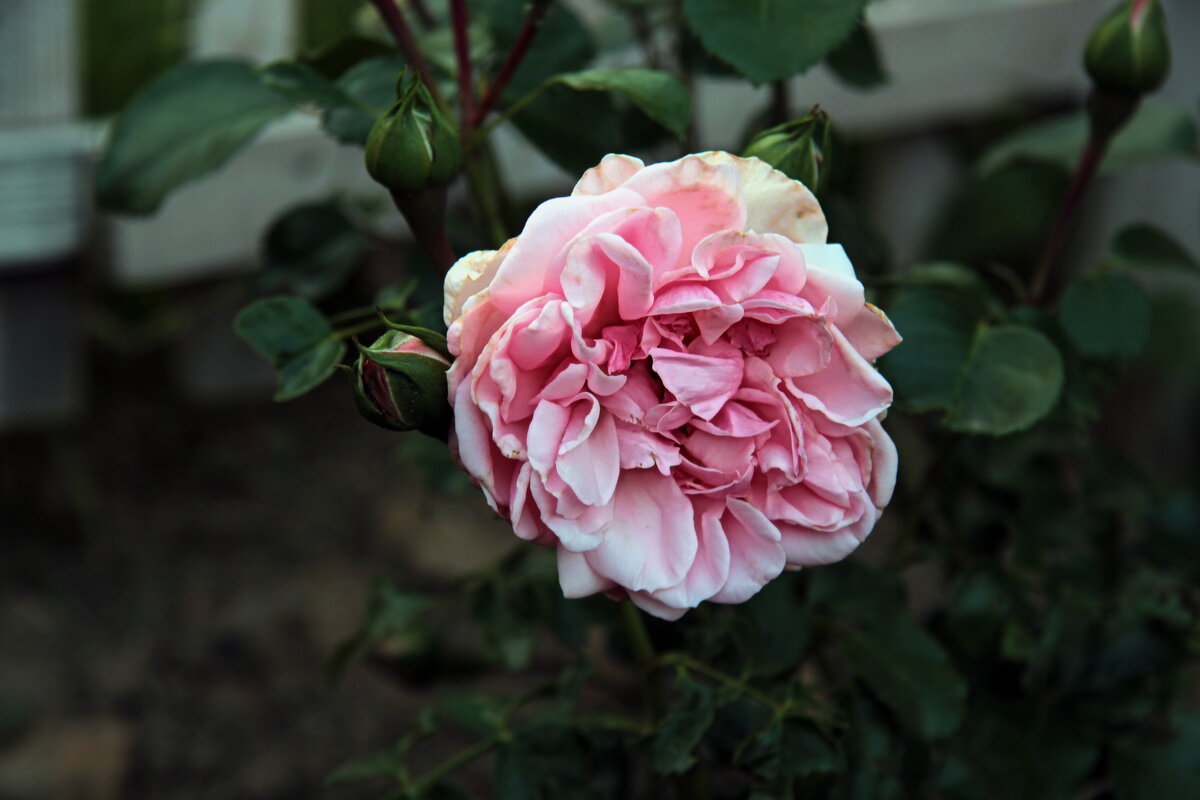 Роза. - Маргарита ( Марта ) Дрожжина